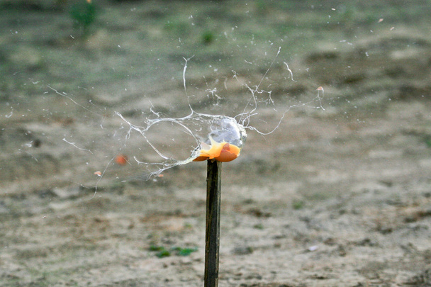 Egg being shot in high speed capture - Photo, Image