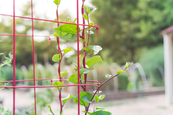 Community garden with red Malabar spinach vines on cage trellis and row of raised bed with pvc hoops in background. Basella alba climbing on powder-coated steel wire tomato cages near Dallas, Texas - Photo, Image