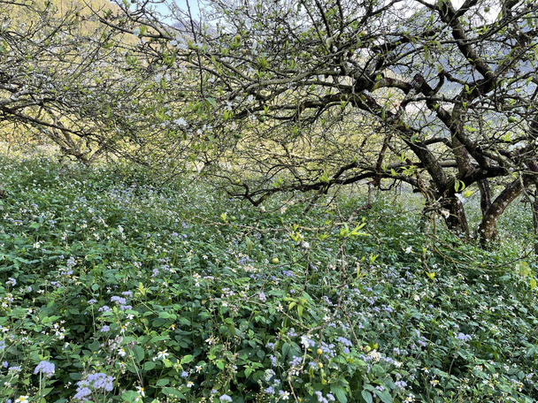 stagione dei fiori bianchi sull'altopiano di Moc Chau - Foto, immagini