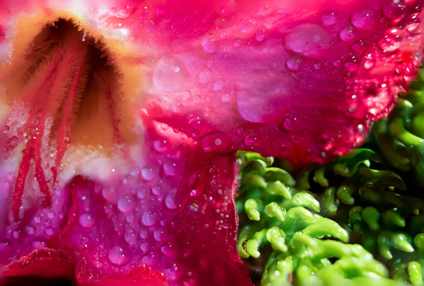Zbliżenie kwiatu cayenne z rosą - Zdjęcie, obraz
