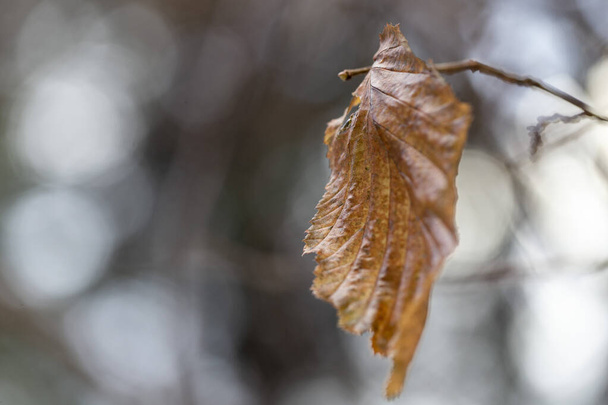 звичайне листя ліщини в осінньому кольорі на тлі першого снігу. Осіннє звичайне листя ліщини прикрашає красивий фон боке з лісовою землею
. - Фото, зображення