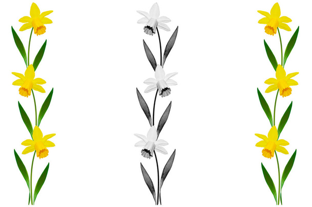 kevään kukkia narcissus eristetty valkoisella taustalla. daffodiili - Valokuva, kuva