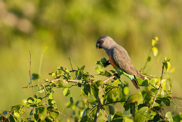 Παπαγάλος με κόκκινη κοιλιά - Poicephalus rufiventris, μικρός χρωματιστός παπαγάλος από αφρικανικούς θάμνους και σαβάνες, λόφοι Taita, Κένυα. - Φωτογραφία, εικόνα
