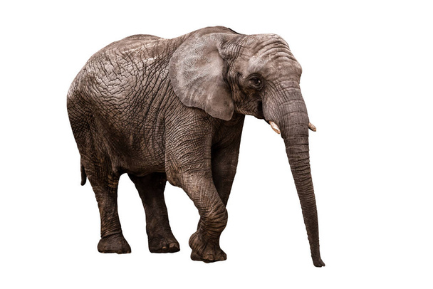 vie éléphant mature isolé sur blanc - Photo, image