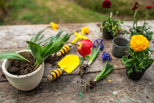 鍋にチューリップ。植え替えと植物の切断。タマネギとダフォジルの横にある庭の楽器、へら、スプレー銃。春の時間だ。植物を鉢から庭に移植するという概念 - 写真・画像