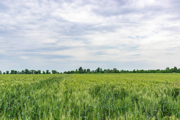 Green wheat field in the countryside, rural wheat field - Foto, imagen