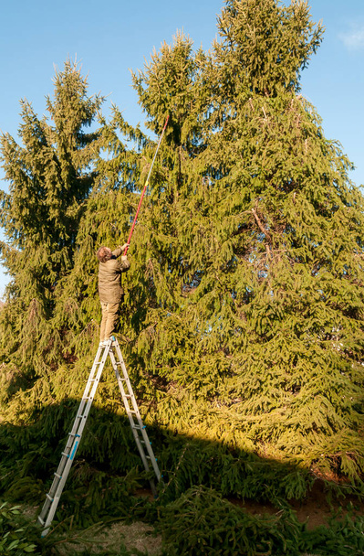 庭師の庭でカッター トリミングと背の高い松の木の枝を切る. - 写真・画像
