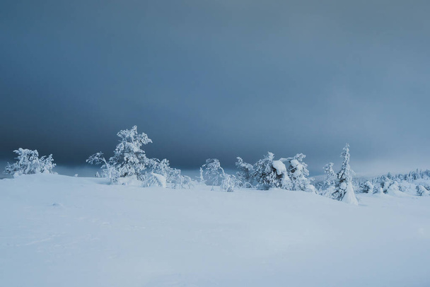 Απαλή εστίαση. Χειμερινό μινιμαλιστικό βόρειο φόντο με δέντρα πασαλειμμένα με χιόνι σε σκοτεινό δραματικό ουρανό. Αρκτική σκληρή φύση. Μυστικό παραμύθι του χειμερινού ομιχλώδους δάσους. - Φωτογραφία, εικόνα