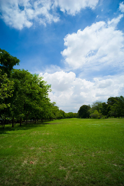beautiful green grass field - Foto, Imagem