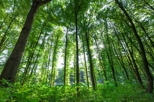 spring forest trees. nature green wood sunlight backgrounds - Foto, Bild