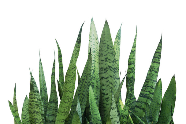Green Leaves of Sansevieria trifasciata, Snake Plant Isolated on White Background with Clipping Path - Zdjęcie, obraz