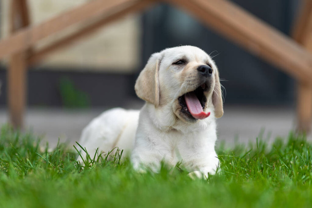little labrador retriever puppy lies on the grass and yawns. eyes covered - Photo, Image