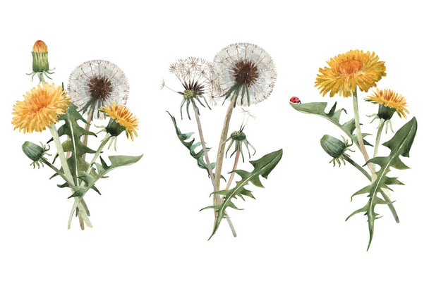 Beautiful floral set with watercolor hand drawn dandelion flower bouquets. Stock illustration. - Foto, afbeelding