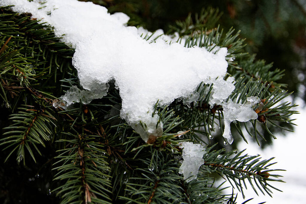 Schnee auf Blättern am Weihnachtsbaum - Foto, Bild