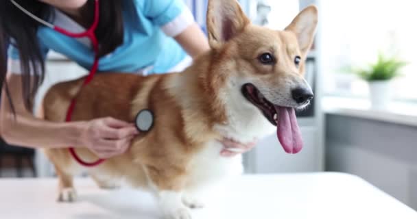 Lääkäri eläinlääkäri kuuntelee stetoskooppi koira klinikalla lähikuva - Materiaali, video
