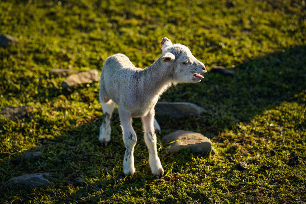Cordeiro recém-nascido no campo - Foto, Imagem