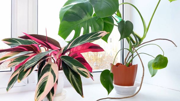 Stromanthe and Monstera indoor flowers with striped red and green leaves on windowsill at winter, snow outside. Home gardening - Foto, Imagen