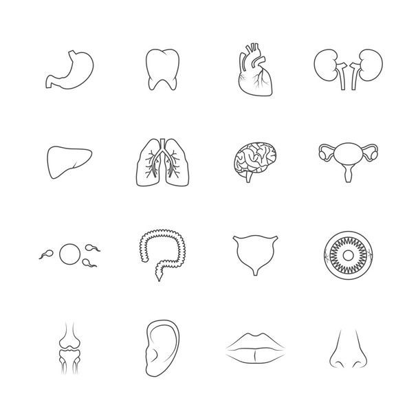 Organes humains icônes contour
 - Vecteur, image