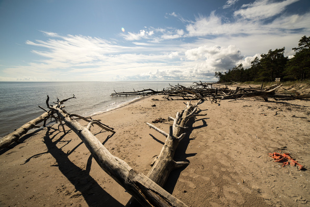Panorama Beach s staré kmeny ve vodě - Fotografie, Obrázek