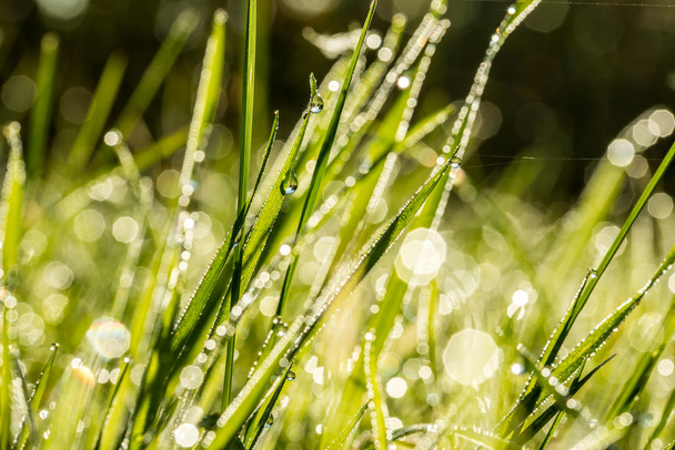 Fundo de grama verde fresca com gotas de orvalho
 - Foto, Imagem