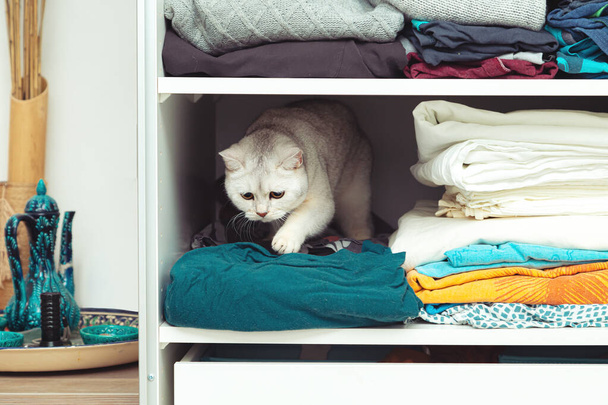 British silver cat is hiding in a closet. Unusual shelter, cat habits. - Фото, зображення