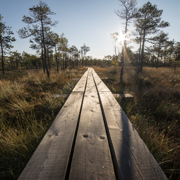 wooden footpath on the bog - Photo, Image