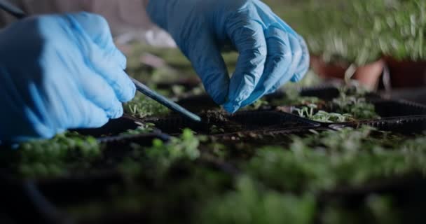 Landwirtschaft: Landwirt pflanzt Sämlinge von Mikrogemüse ins Gewächshaus, 4k 60p Prores - Filmmaterial, Video