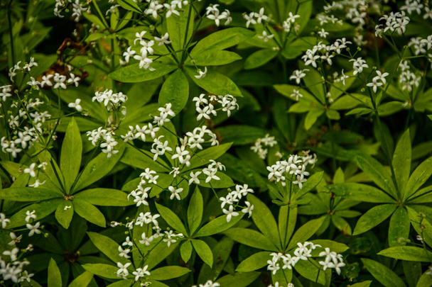 Palha de cama adocicada (Galium odoratum) florescendo na floresta primavera.Woodruff - galium odoratum, ervas florescentes.. - Foto, Imagem