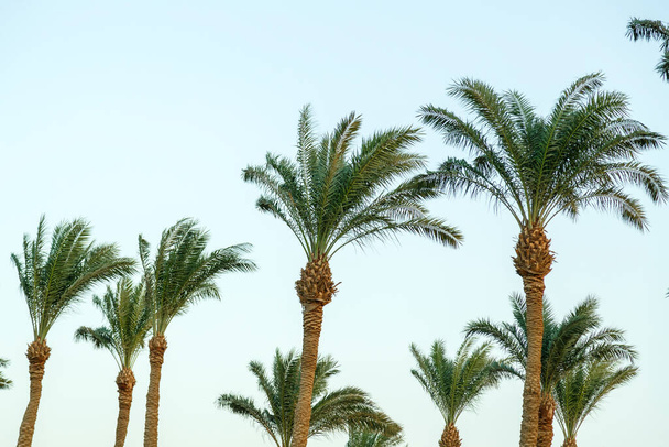 date palm peaks on a sunny day against the blue sky sway in the wind. Horizontal photo - Φωτογραφία, εικόνα
