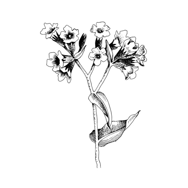 Hand-drawn Common lungwort. Medicinal herb - Vecteur, image