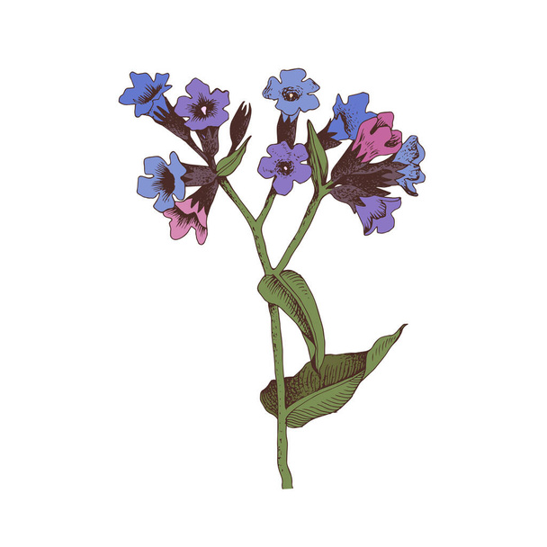 Hand-drawn Common lungwort. Medicinal herb - Vector, afbeelding