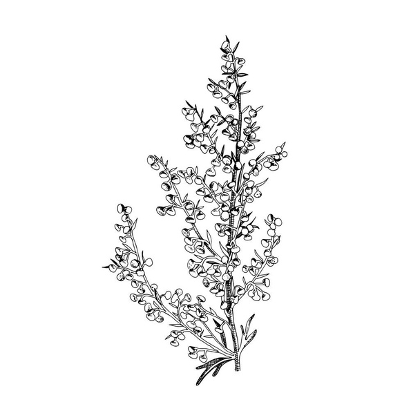 Hand drawn Sagebrush. Medicinal herb - Вектор,изображение