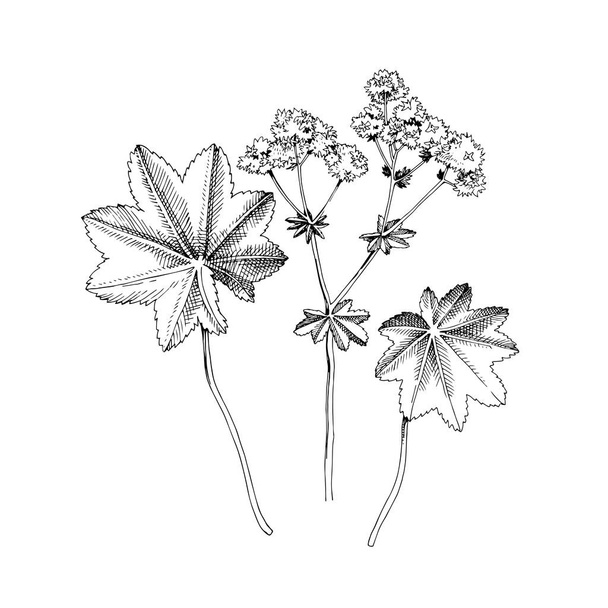 Hand-drawn Ladys mantle. Medicinal herb - Vector, Imagen