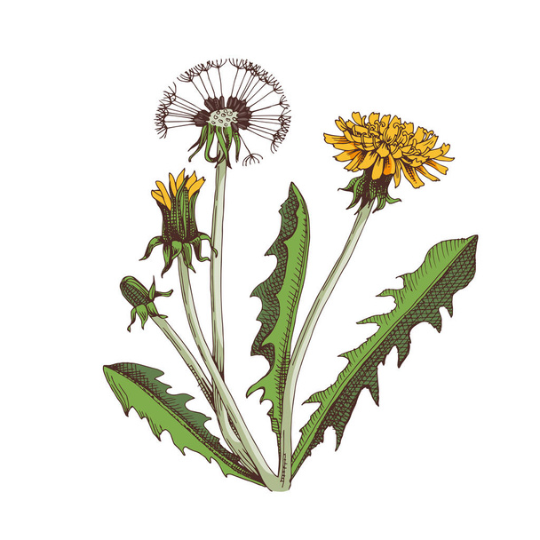 Hand drawn Dandelion. Medicinal herb - Vector, imagen