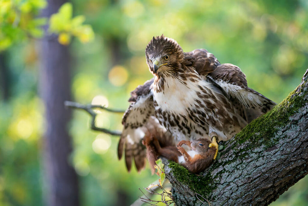 Faucon à queue rouge sur un tronc d'arbre couvert de mousse avec écureuil rouge mort. Raptor avec sa proie. Buteo jamaicensis.Sciurus vulgaris - Photo, image