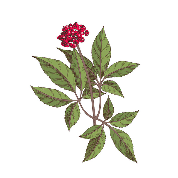 Hand-drawn Chinese ginseng. Medicinal herb - Vector, afbeelding