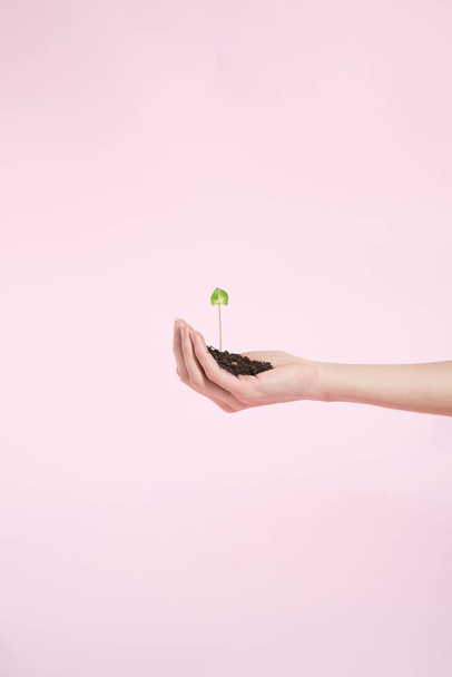 Ręczne trzymanie maleńkiej zielonej rośliny rosnącej z kawałka gleby rosnącej na różowym tle - Zdjęcie, obraz