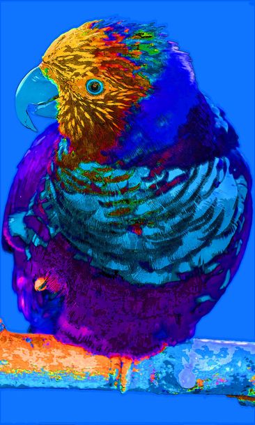 The rainbow lorikeet (Trichoglossus moluccanus) is a species of parrot found in Australia. It is common along the eastern seaboard, from northern Queensland to South Australia and Tasmania. - Photo, Image