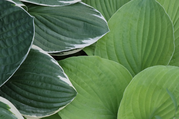 fond avec un grand vert hosta plante feuilles modèle dans le jardin d'été à l'extérieur - Photo, image