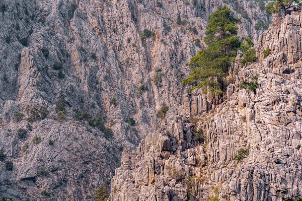 mountain landscape - pine trees among sheer rocky cliffs - Foto, Bild