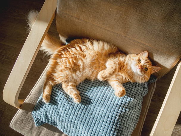 Top view on cute ginger cat lying on pillow. Fluffy pet is sleeping on chair. Cozy home lit with sun. - Foto, Bild