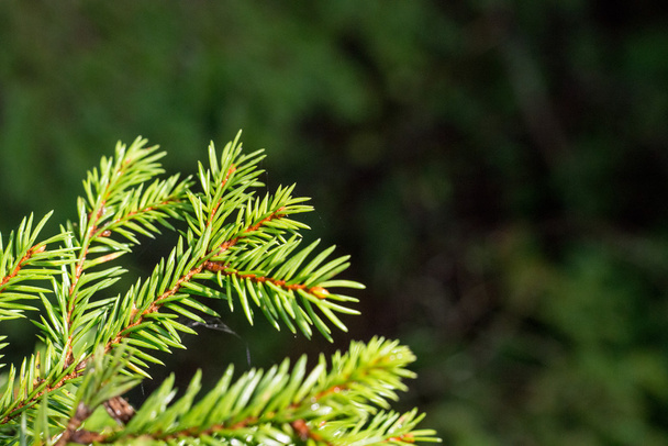 branches of pine tree on blur background - Zdjęcie, obraz