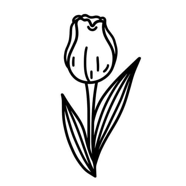 Icône vectorielle tulipe. Illustration dessinée à la main isolée sur fond blanc. Fleur printanière vintage avec pétales, feuilles veinées. Clipart simple pour la décoration, design de carte, invitation, vacances saisonnières, web - Vecteur, image