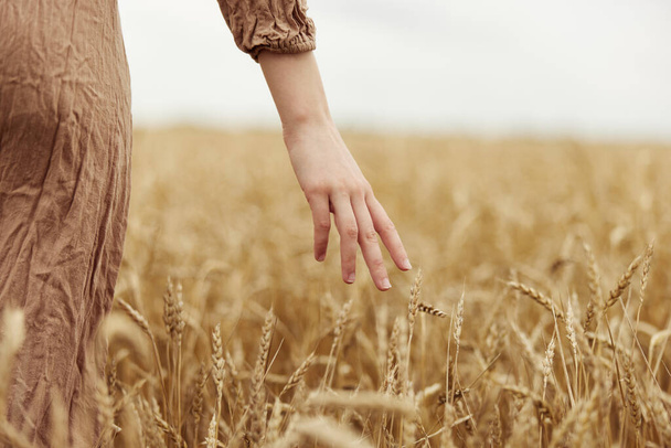 Altın buğday tarlasına dokunan çiftçi, yazın erken hasat zamanında olgunlaşan buğday kulaklarıyla ilgiliydi. - Fotoğraf, Görsel