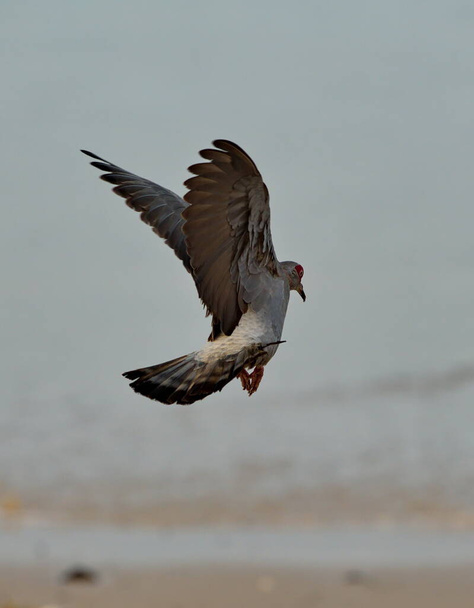 Западная Африка. Сенегал. Полет голубя над берегом океана на набережной города Дакара. - Фото, изображение