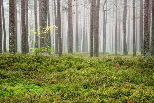 Misty morning in the woods - Photo, Image