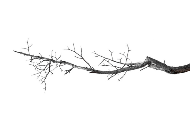 suché větve, suché větve, izolované na bílém pozadí - Fotografie, Obrázek