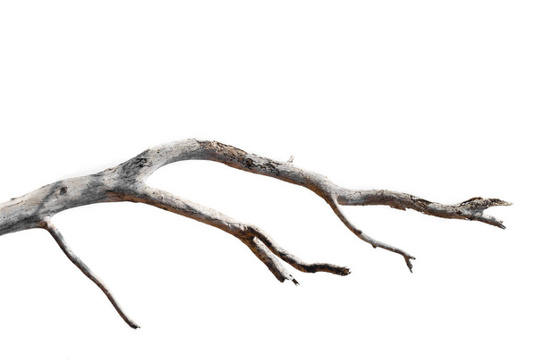 ramas secas, ramas secas, aisladas sobre fondo blanco - Foto, Imagen