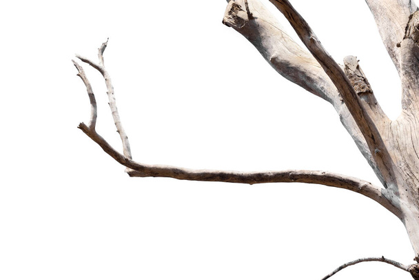 suché větve, suché větve, izolované na bílém pozadí - Fotografie, Obrázek
