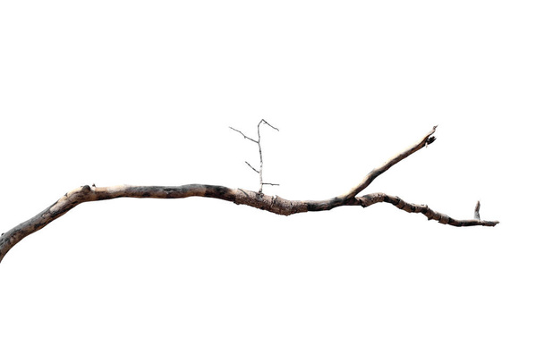 ξερά κλαδιά, ξερά κλαδιά, απομονωμένα σε λευκό φόντο - Φωτογραφία, εικόνα